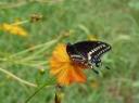 cosmos-black-swallowtail.jpg