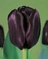 black-tulip.jpg